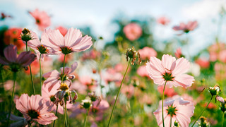 Frühlingsfakten, die nicht jeder kennt