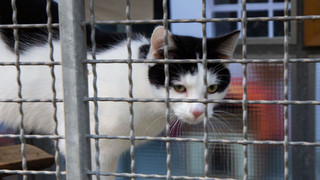 Tierheim Wetzlar am Limit: Abgaben nach Lockdowns und Energiekosten