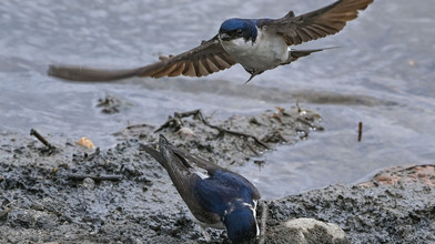 Mehlschwalbe fliegt zum Wahlsieg als Vogel des Jahres 2027