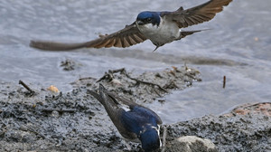 Mehlschwalbe fliegt zum Wahlsieg als Vogel des Jahres 2027