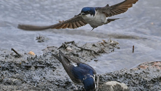 Mehlschwalbe fliegt zum Wahlsieg als Vogel des Jahres 2027
