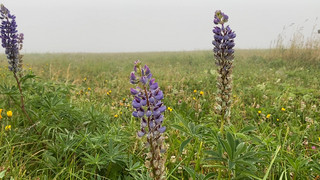 Problematische Staude: Team entfernt Lupinen auf der Wasserkuppe