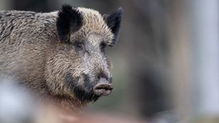 Rekordjagd in Hessen: Mehr Wildschweine auf Markt