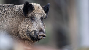 Rekordjagd in Hessen: Mehr Wildschweine auf Markt