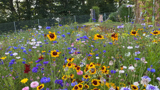 Noch 4 Wochen Landesgartenschau in Fulda: Besucher geben Tipps