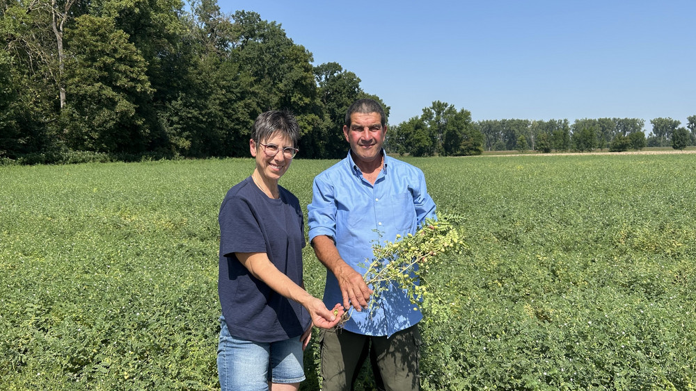 Dagmar und Siegbert Ochsenschläger auf ihrem Feld in Biblis-Wattenheim