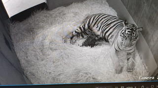 Tiger-Nachwuchs im Frankfurter Zoo