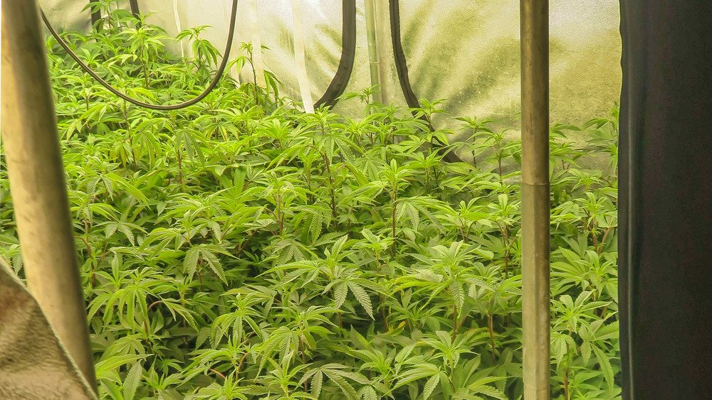 Die Polizei hat in einer Karbener Wohnung eine Aufzuchtanlage für Marihuana-Pflanzen entdeckt.