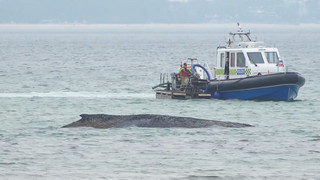 Gescheiterte Rettung – Hoffnung auf Befreiung für Wal bleibt