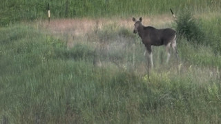 Ein Elch auf der Autobahn - Tierische Überraschung in Brandenburg 