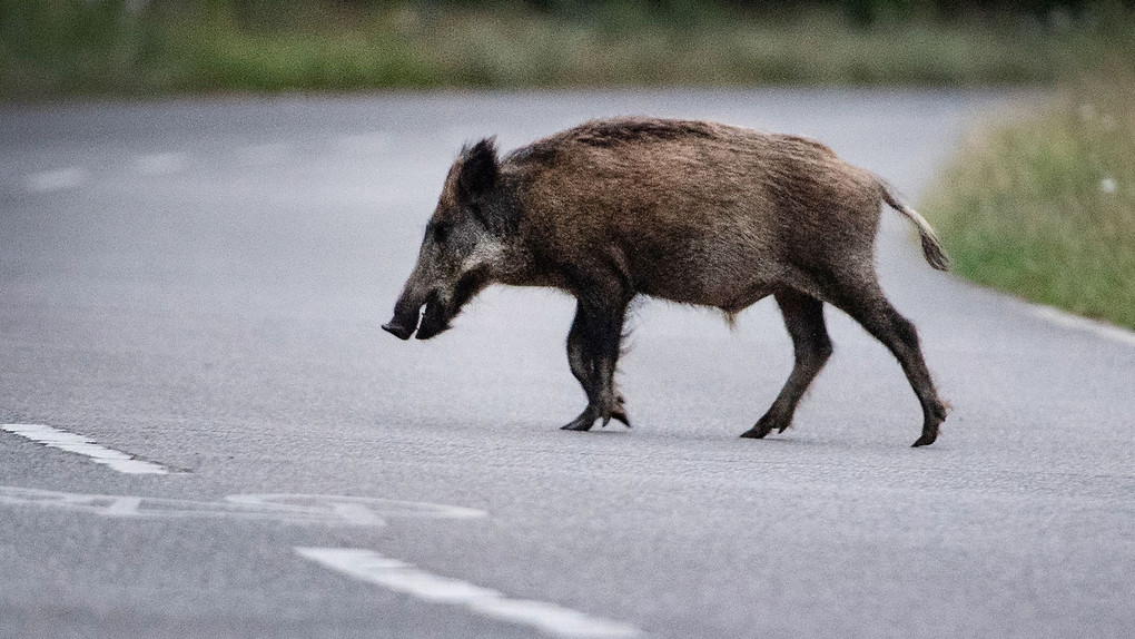 Sechs tote Wildschweine und mehr als 100.000 Euro Schaden