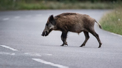 Bad Homburg: Auto rast in mehrere Wildschweine