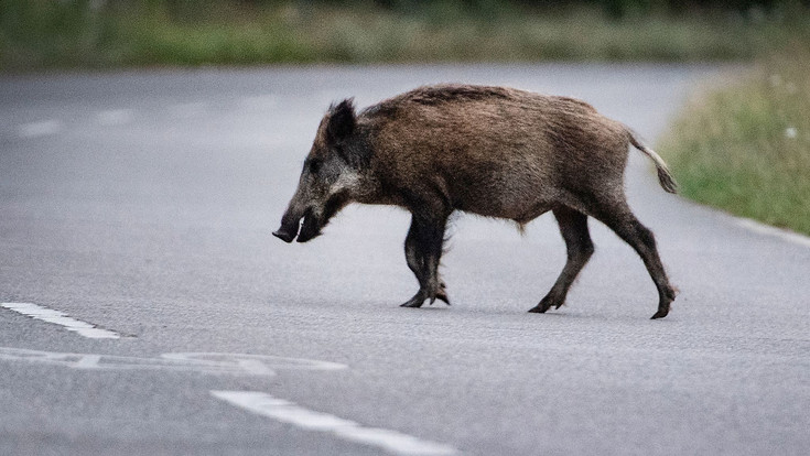 Sechs tote Wildschweine und mehr als 100.000 Euro Schaden