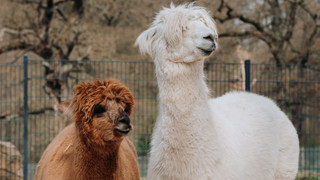 Nach Wettbewerb: Alpakas im Tierpark Sababurg heißen Yurak und Suyana