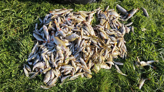 Wieder massives Fischsterben im Werratalsee: THW mit Pumpe vor Ort