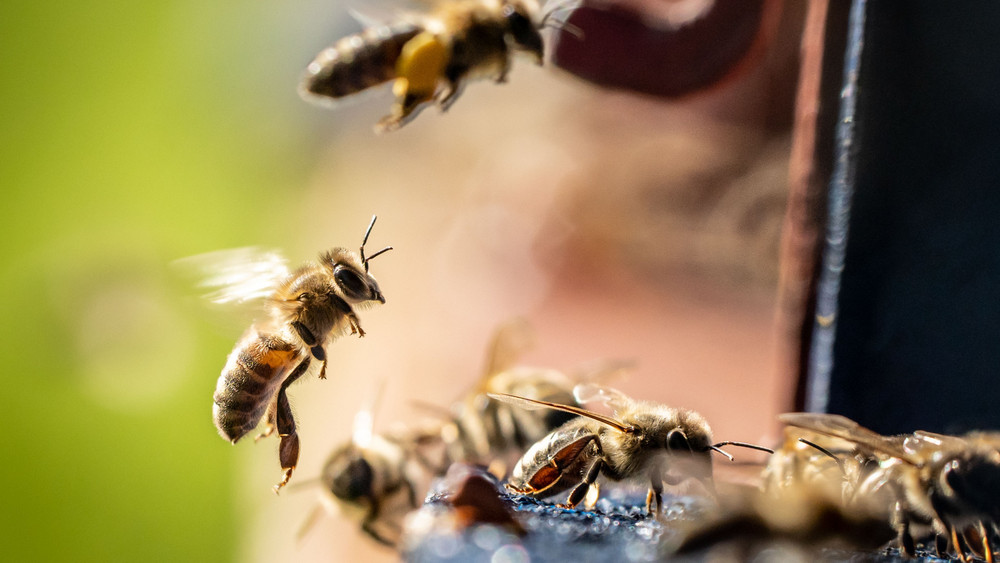 Bis zu 10.000 Bienen sind bei einer Beschädigung von zwei Bienenstöcken in Heddesheim ums Leben gekommen.
