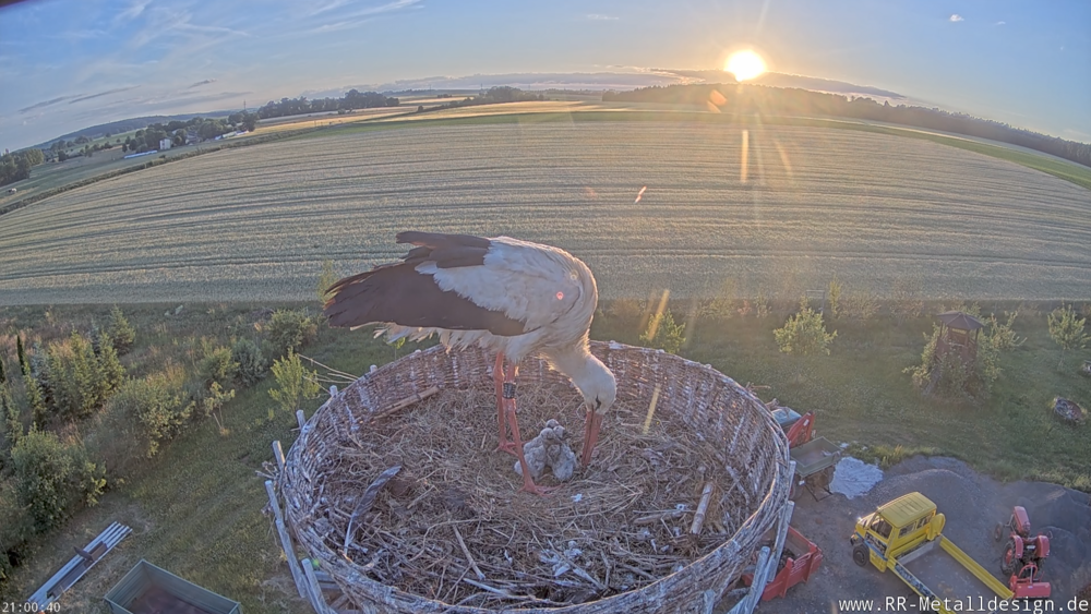 Einer der Hungener Störche mit seinem Nachwuchs.