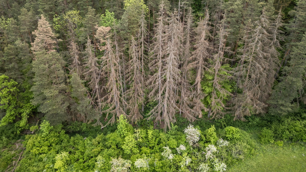 Nadel- und Laubbäume stehen in einem Waldstück.