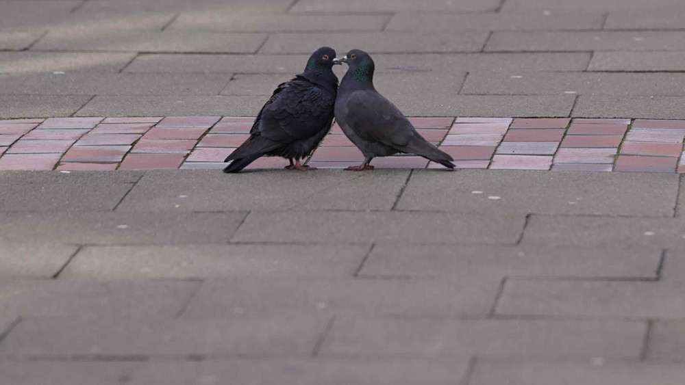 Zwei Tauben auf der Straße