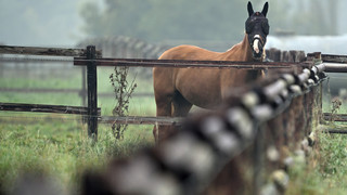 Lampertheim: Pferd auf Weide schwer verletzt - Polizei sucht Zeugen