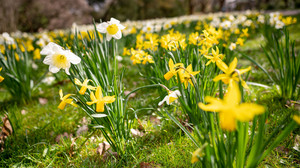 Frühling in Hessen: Welche Pflanzen blühen als erstes?