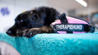 Therapiehund nicht immer steuerfrei - Verwaltungsgericht Mainz