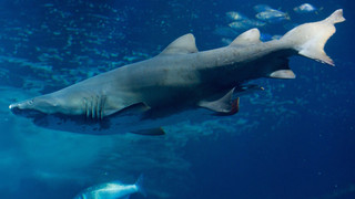 Hai-Aquarium in Pfungstadt wird nicht gebaut