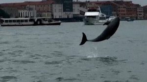Delfin Mimmo begeistert Venedig, doch in der Lagune droht Gefahr