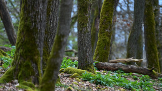 Zeugen-Beobachtung in Erzhausen: Polizei sucht tagelang den Wald ab