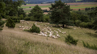Main-Kinzig-Kreis: Forderung nach gezieltem Abschuss von Wölfen
