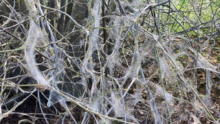 Bäume in "Spinnweben" gehüllt: Gespinstmotte breitet sich in Fulda aus