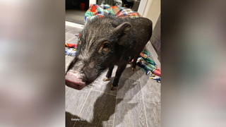 Polizei rettet verwahrlostes Schwein von Balkon in Sinntal