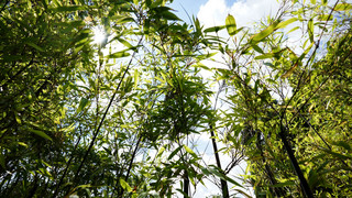 Zoff zwischen Nachbarn: BGH verhandelt über Bambushecke in Frankfurt