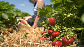 Geringe Erntemengen bei Spargel und Erdbeeren