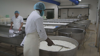 Masse mit Klasse: Wie kommt der Schimmel in den Gorgonzola?
