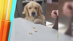 Die skurrilsten Erbfälle Hollywoods: Wenn der Hund zum Multimillionär wird
