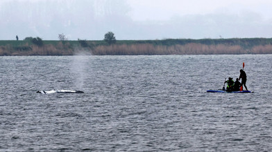 «Plan B» bei Walrettung möglich - Wind nimmt zu
