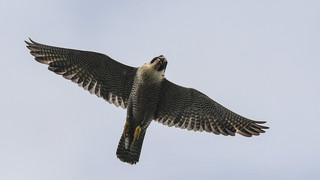 Wanderfalken brüten auf Frankfurter Commerzbank-Tower