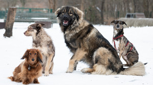 Silvesterstress: So viele Haustiere sind in Hessen entlaufen