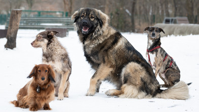 Silvesterstress: So viele Haustiere sind in Hessen entlaufen