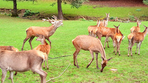 Rülpsende Hirsche und süße Zwergschafe in unseren Tierparks