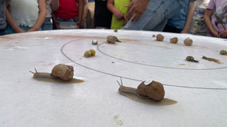 Verrücktes Rennen: Hessische Schnecken-Weltmeisterschaft in Frankfurt