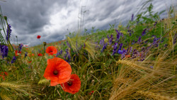 Vortrag zu den Städte-Alleskönnern Böden in Mainz