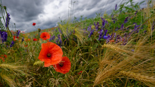 Mainz kommt beim Grünschnitt kaum hinterher: Hecken und Wiesen wuchern