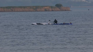 Private Initiative: Vorbereitungen für Walrettung gehen weiter 