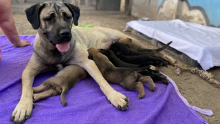 Tierheim Frankenthal benennt zehn Hunde-Welpen nach Weinsorten
