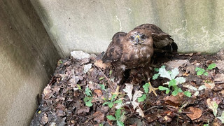 Hugo fliegt wieder: Feuerwehr befreit Bussard im Frankfurter Stadtwald