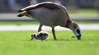 Anfrage im Landtag: Mehr Nilgänse bei Jagd in Hessen getötet