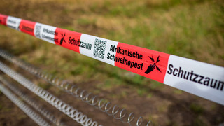 Schweinepest in Südhessen: Jagd-Einschränkungen werden teils gelockert