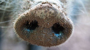 Schweinepest-Fälle in NRW: Hessen warnt Bevölkerung an Landesgrenze
